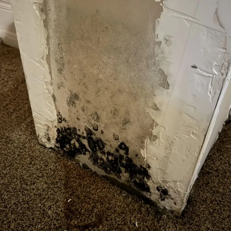 Professional Mold Removal in Carrollton, IL